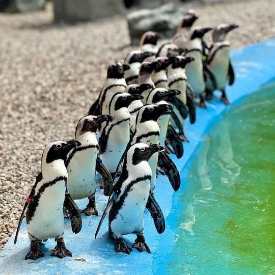 Call of the Wild Zoo