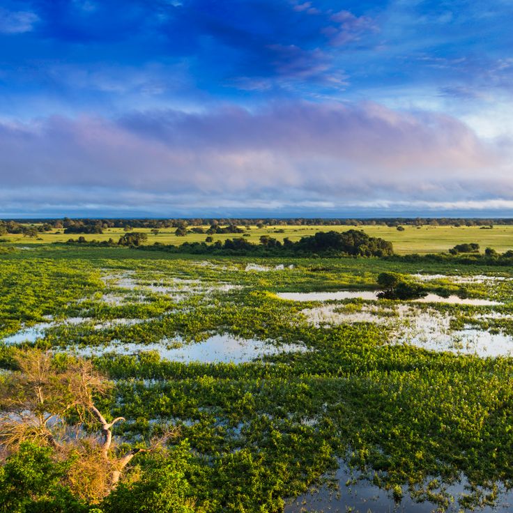 Parc National du Pantanal