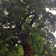 Acer pseudoplatanus in Rukomysh