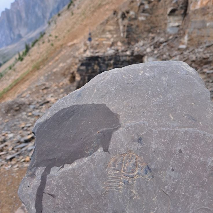 Burgess Shale