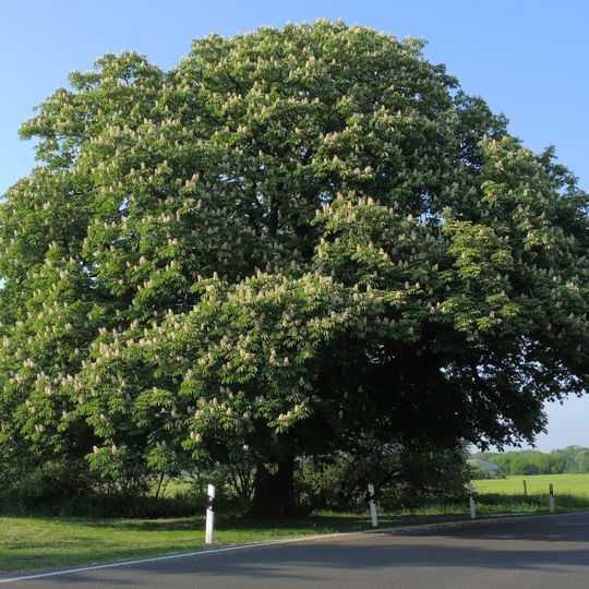 ND092-04 Rosskastanie in Hohenfinow