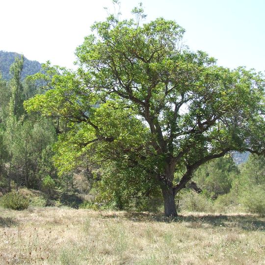 Freixe de la Masia Gurdem