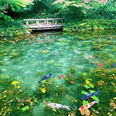 Monet's pond