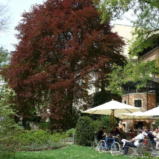 Blut-Buche Fasanenstraße 23