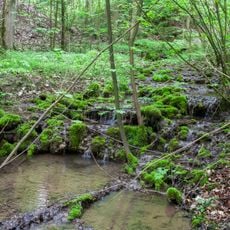 Bach und Schluchtwald bei Untermässing