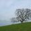 The Venon oak