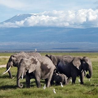 Parque Nacional de Amboseli