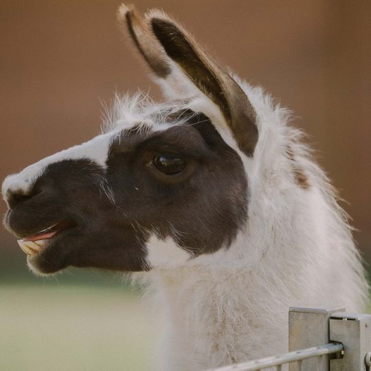 Tierpark Klosterwald