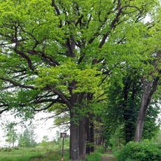 Zámecká alej a skupina buků v Horních Lubech