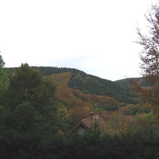 Hürtgen Forest