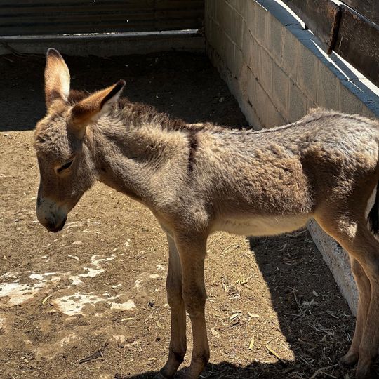 Donkey Farm Avgorou - Achna
