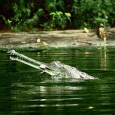 インディ・ガンジー動物公園