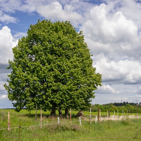 1 exemplář Tilia cordata