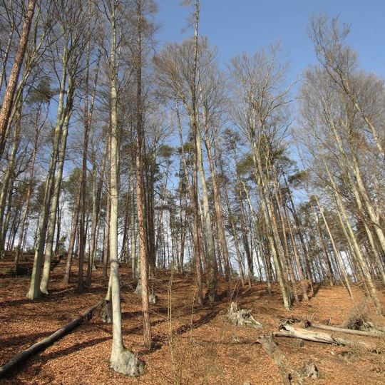 Rezerwat przyrody Bukowa Góra