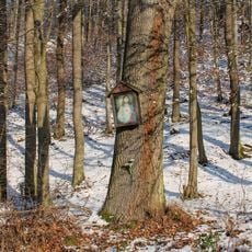 Obrázek u Kadeřína na okraji lesa