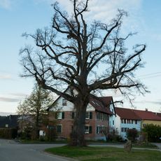 1 Linde (Friedenslinde)