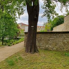 Ginkgo biloba in Torgau, Rosengarten