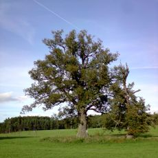 Dub u Zadního dvora 1