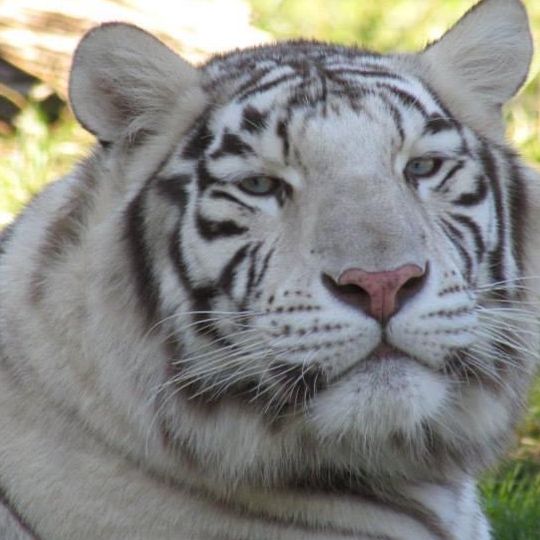 Great Cats World Park