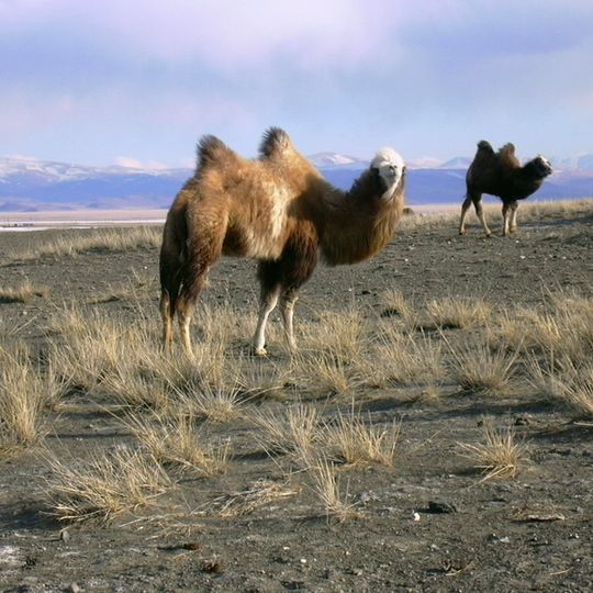 Kosh-Agachsky District