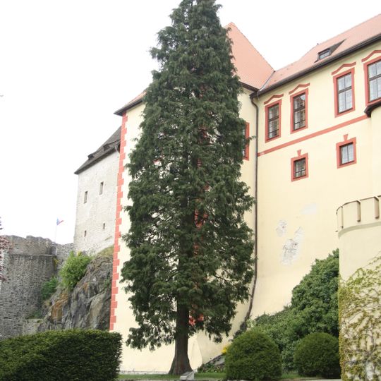 Kámenský cypřišek