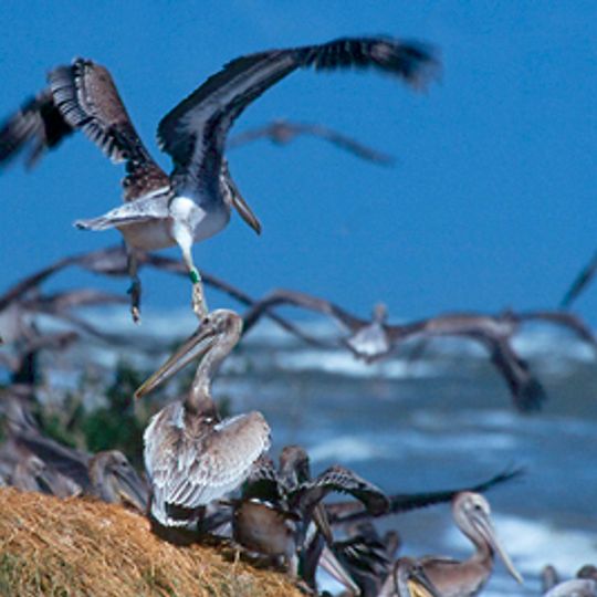 Breton National Wildlife Refuge