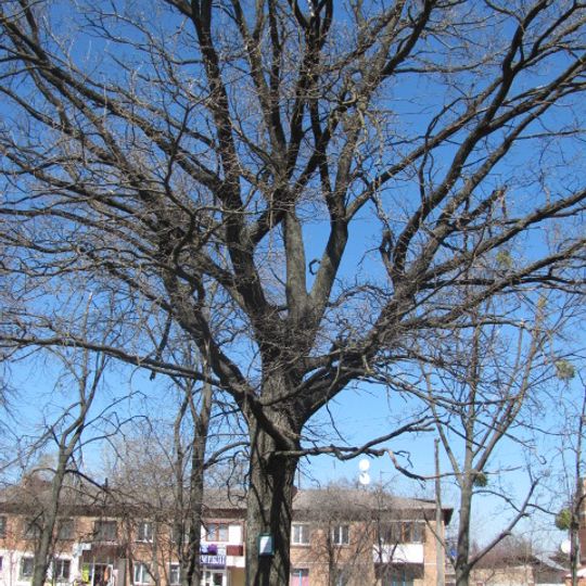 Quercus Robur, Hadiach