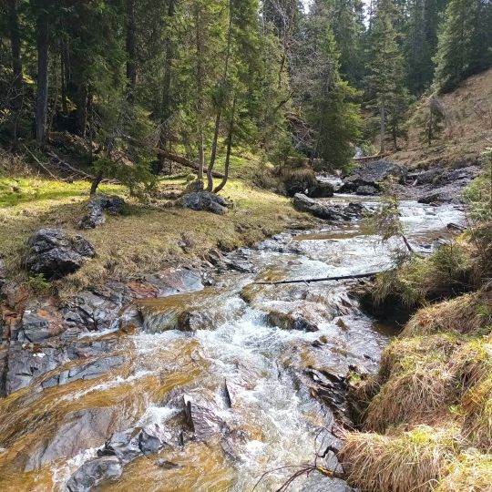 Raibl-Formation im Bachbett der Pöllat SE von Hohenschwangau