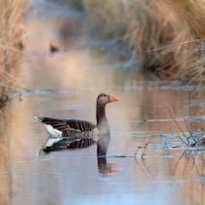 Selztal zwischen Hahnheim und Ingelheim