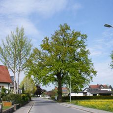 Monument naturel du chêne pédonculé