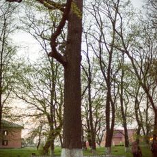 Quercus Robur, Yaresky