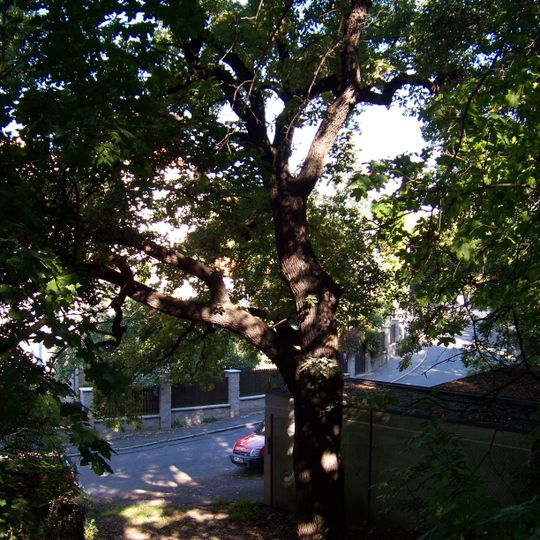 Duby letní na Pavím vrchu