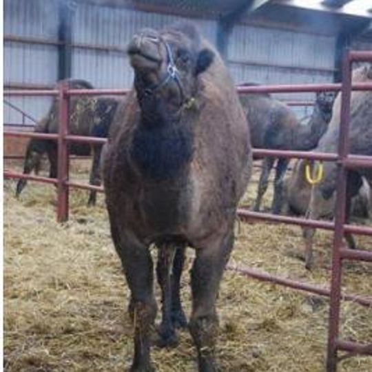 Kamelenmelkerij Smits