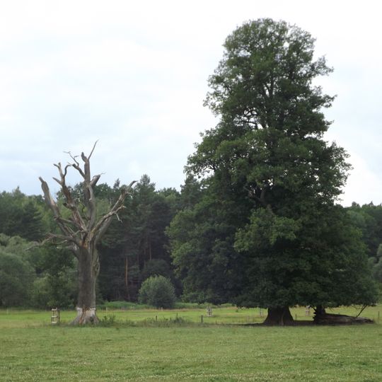 Dub u Zadního dvora 2