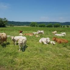 Landschaftsschutzgebiet Auenverbund Wetterau