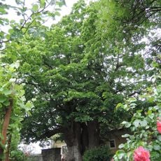 Tausendjährige Linde in Linz