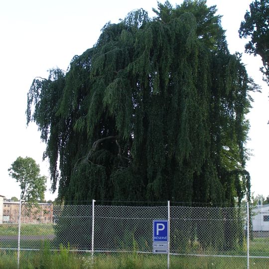 Buk lesní převislý