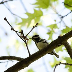 Wompatuck State Park