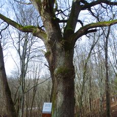 Ilguva oak