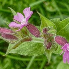 LSG-Almsick-Bueren-Estern