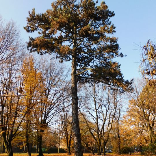 Monumental black pine in Kombatantów Park in Warsaw