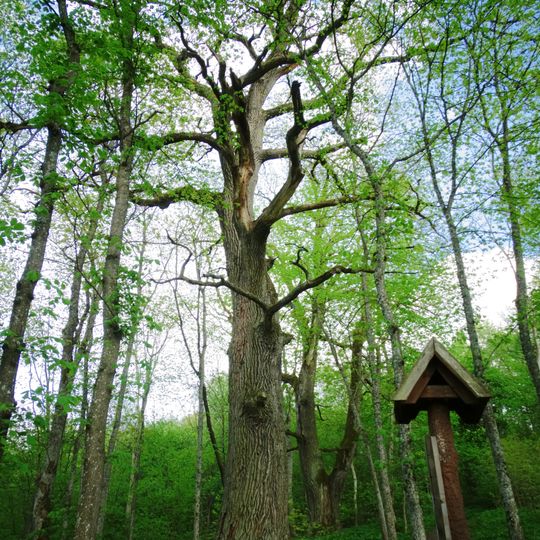 The sacred oak of Daubos