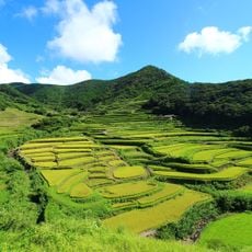 春日の棚田