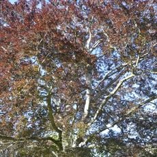 Fagus sylvatica f atropunicea 9-37/B