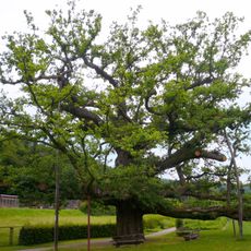 König-Ludwig-Eiche