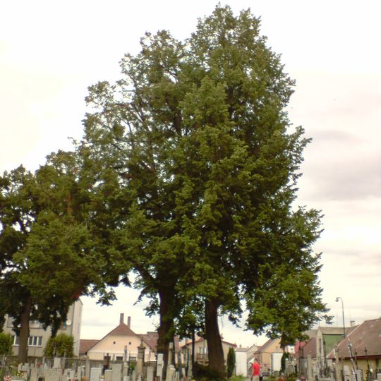 Lípy u Kříže na hřbitově v Kunžaku