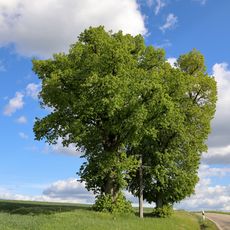 2 Winterlinden Weikersheimer Weg