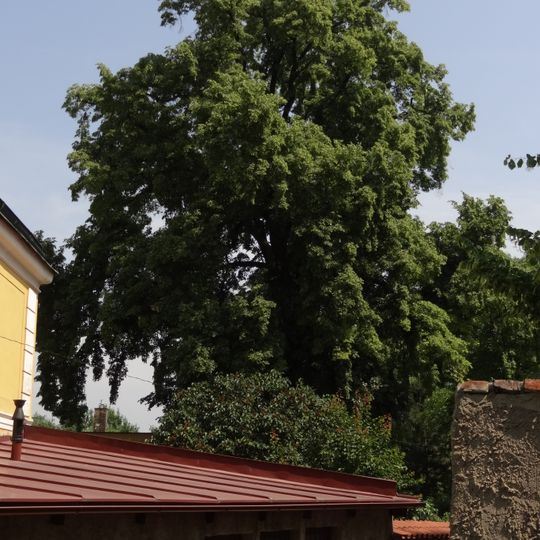 Lípa srdčitá ve Vinoři