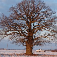 Austakynės ąžuolas