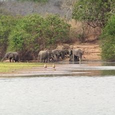 Eastern miombo woodlands